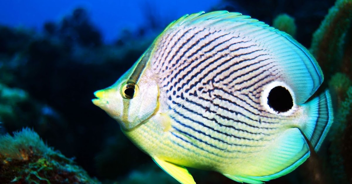 You have Info on striped butterfly fish those Very Info on striped butterfly fish are absolutely